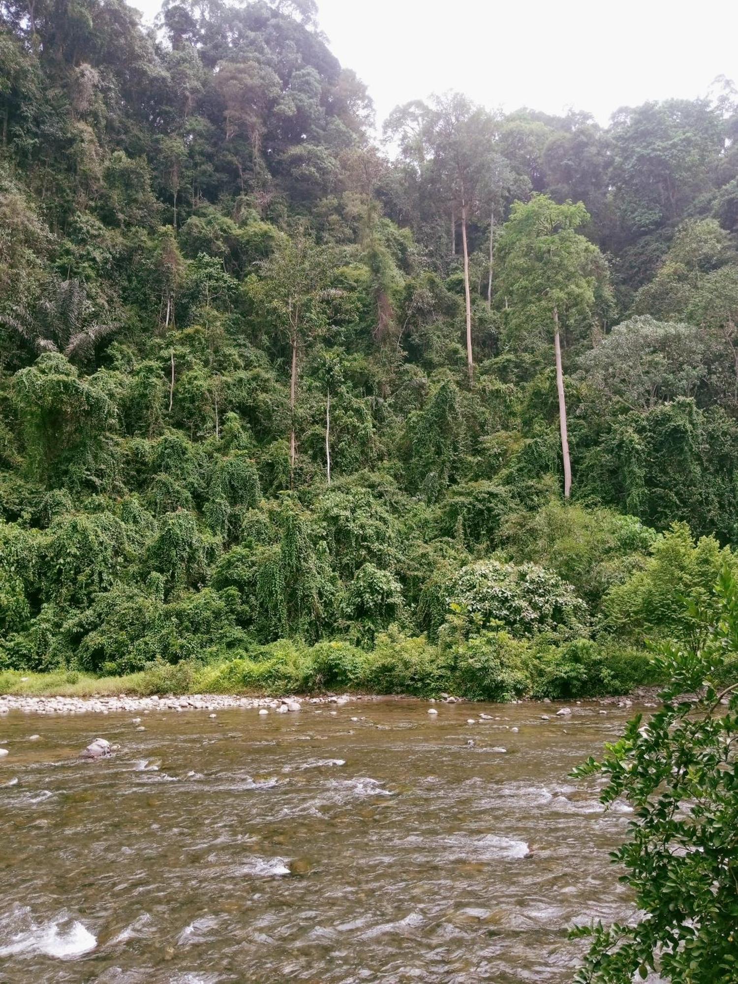 Ridho'S Homestay & Jungle Trekking Bukit Lawang Exteriör bild