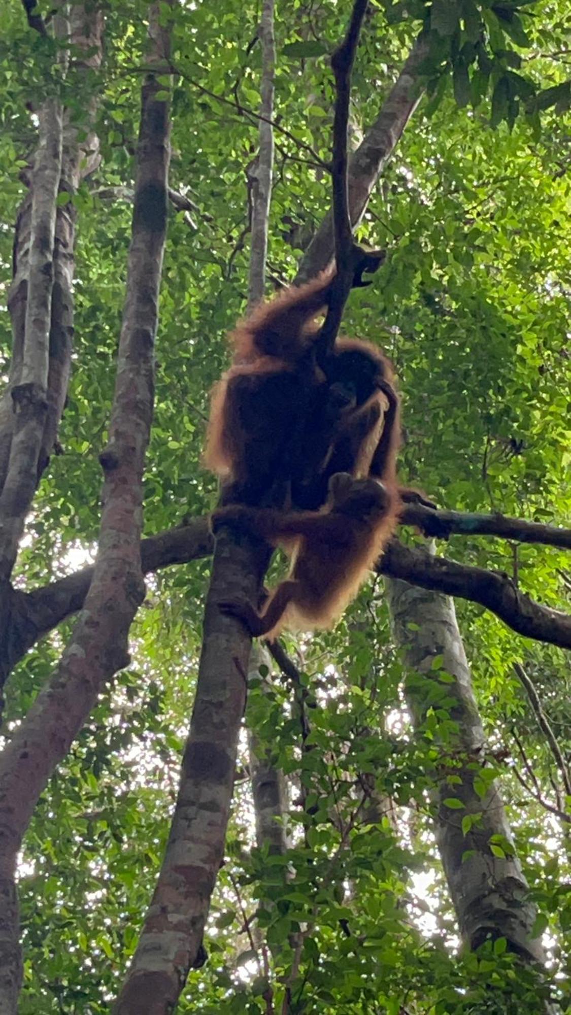 Ridho'S Homestay & Jungle Trekking Bukit Lawang Exteriör bild