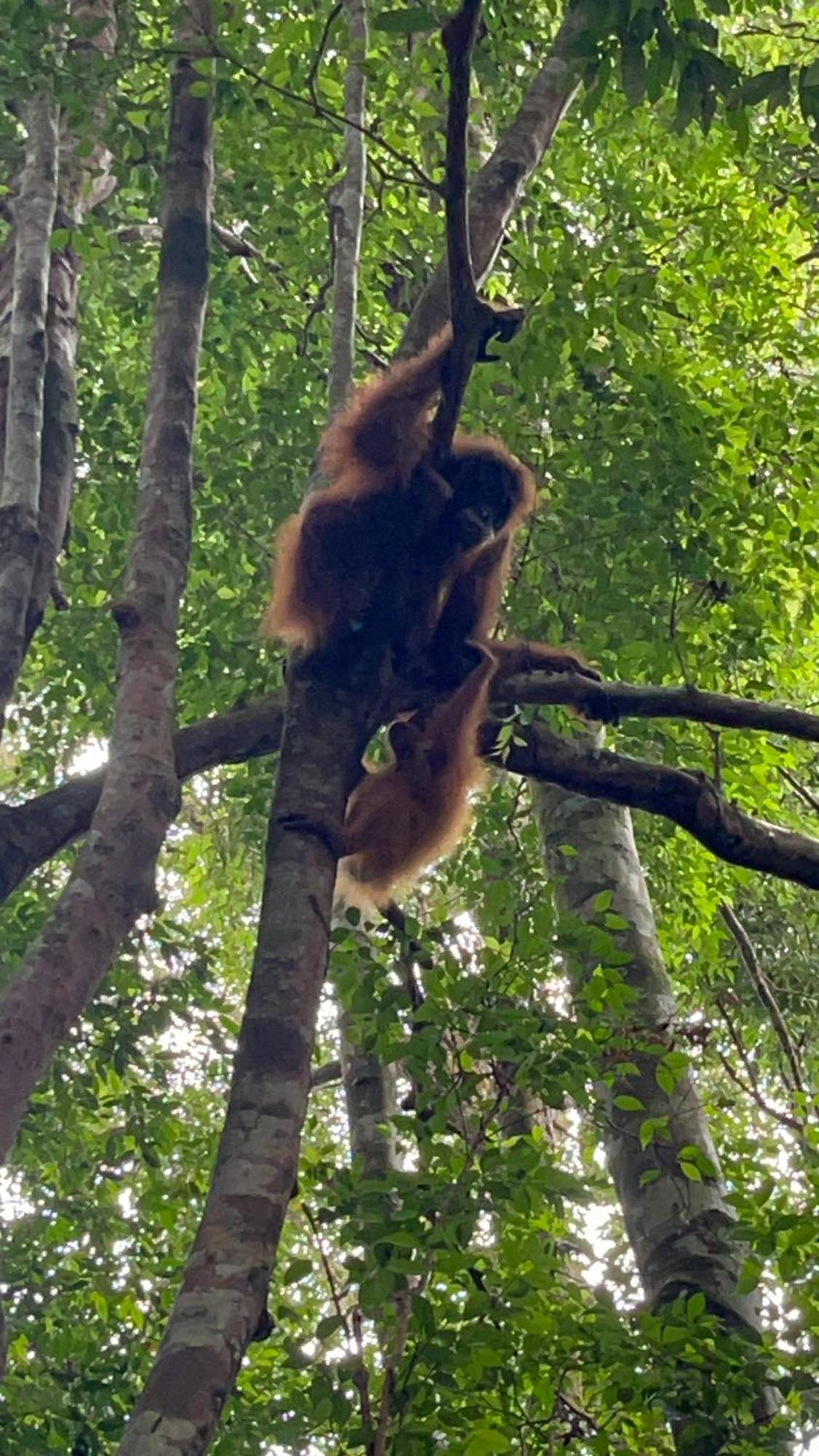 Ridho'S Homestay & Jungle Trekking Bukit Lawang Exteriör bild
