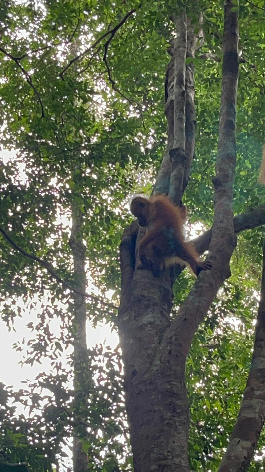 Ridho'S Homestay & Jungle Trekking Bukit Lawang Exteriör bild
