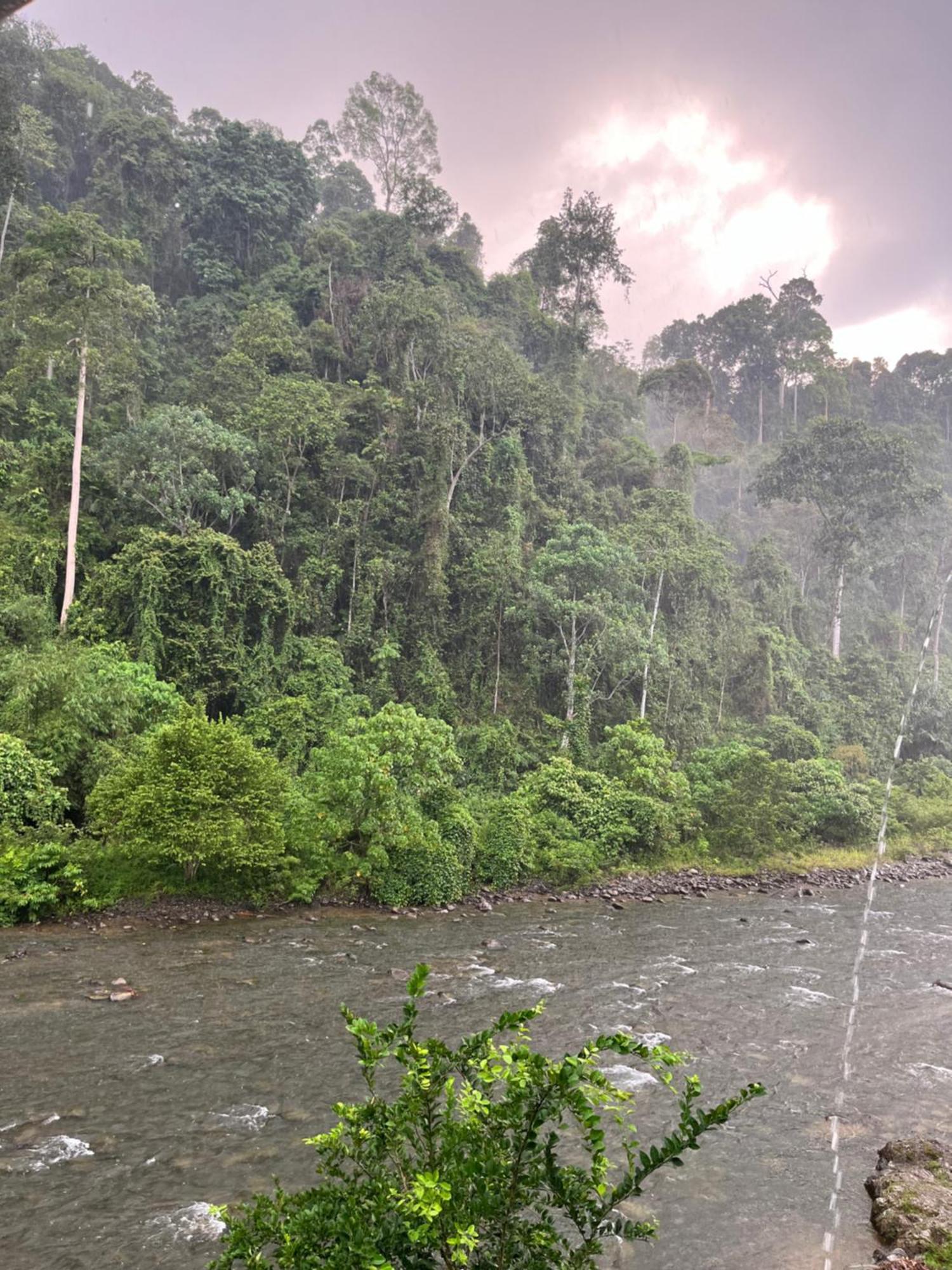 Ridho'S Homestay & Jungle Trekking Bukit Lawang Exteriör bild