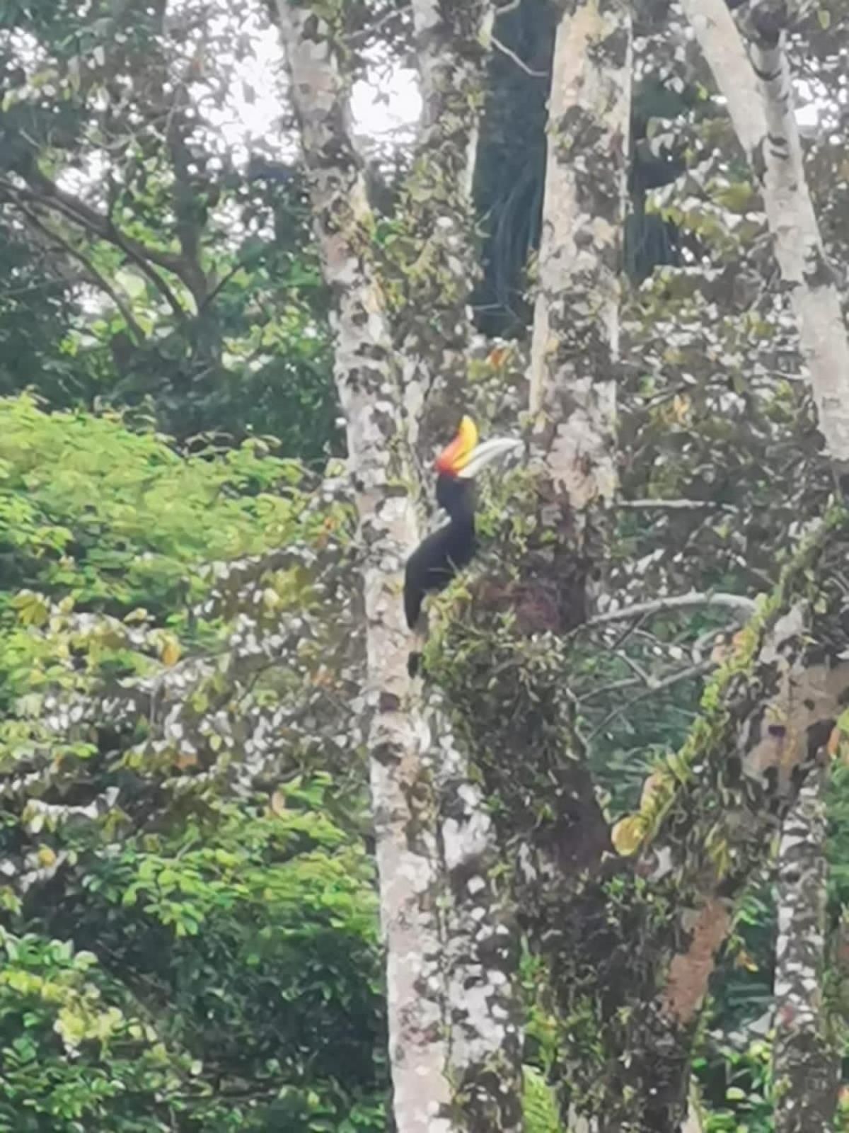 Ridho'S Homestay & Jungle Trekking Bukit Lawang Exteriör bild