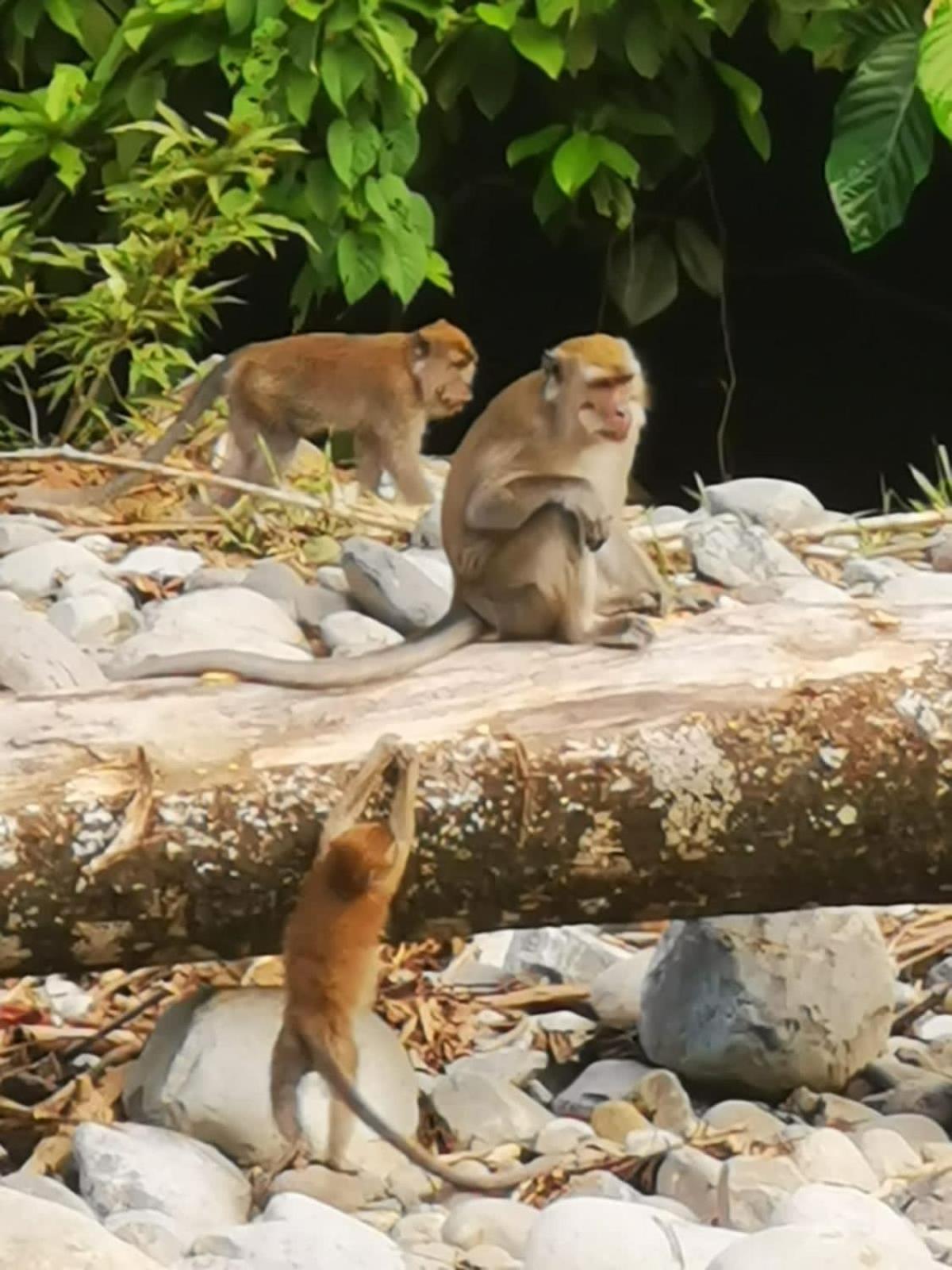 Ridho'S Homestay & Jungle Trekking Bukit Lawang Exteriör bild